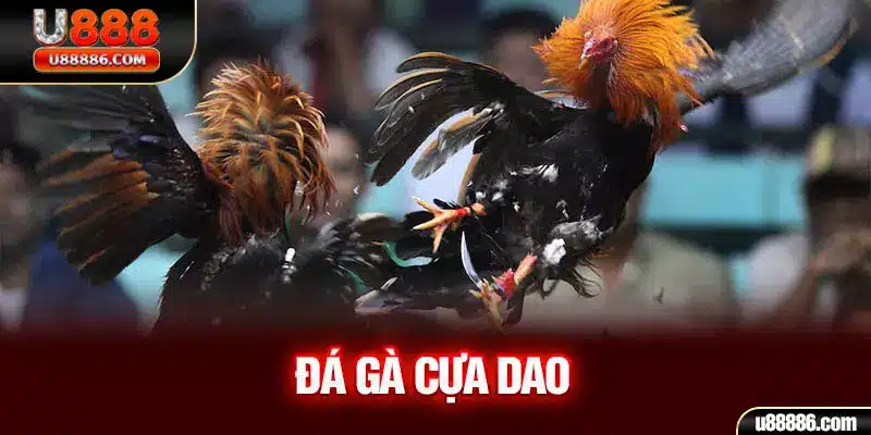 Đá gà cựa dao