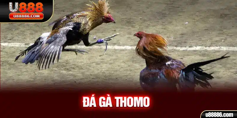 Đá gà thomo