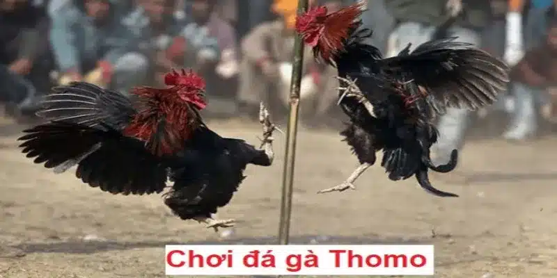 Trường đấu Thomo nổi tiếng tại châu Á